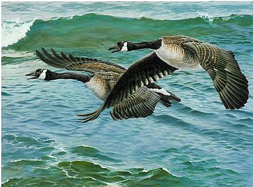 Canadas over the Cumberland - canada geese by Christopher Walden